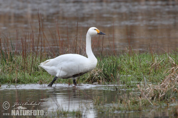 Pfeifschwan (Cygnus columbianus)