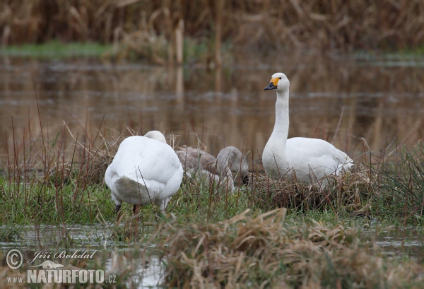 Pfeifschwan (Cygnus columbianus)