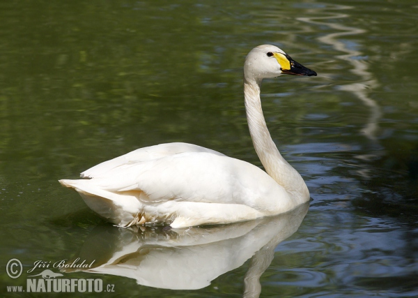 Pfeifschwan (Cygnus columbianus)