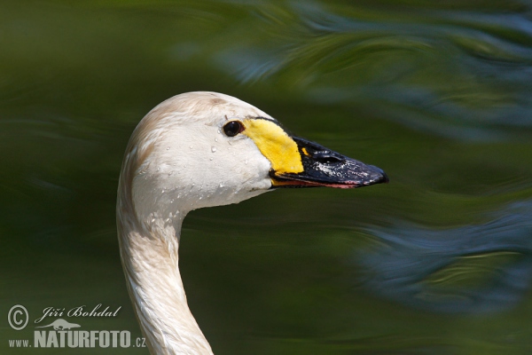 Pfeifschwan (Cygnus columbianus)