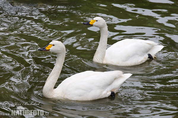 Pfeifschwan (Cygnus columbianus)