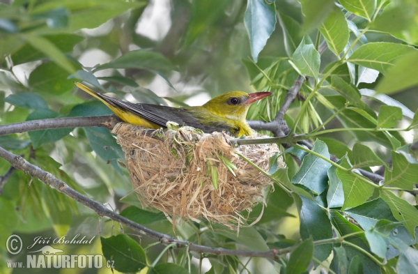 Pirol (Oriolus oriolus)