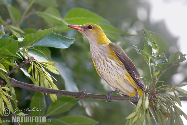 Pirol (Oriolus oriolus)