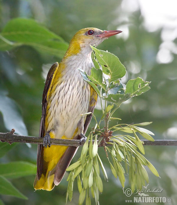 Pirol (Oriolus oriolus)