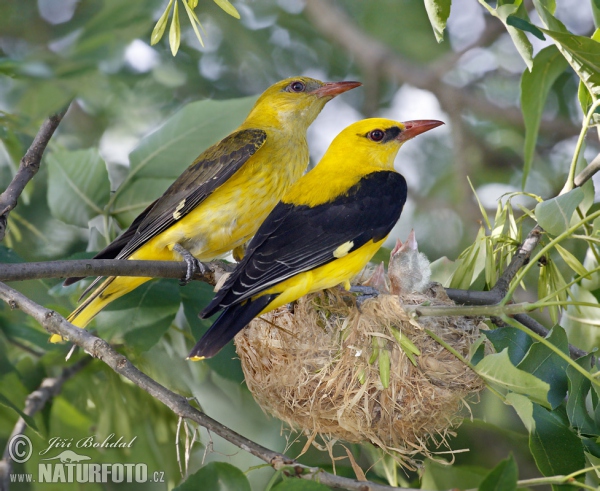 Pirol (Oriolus oriolus)