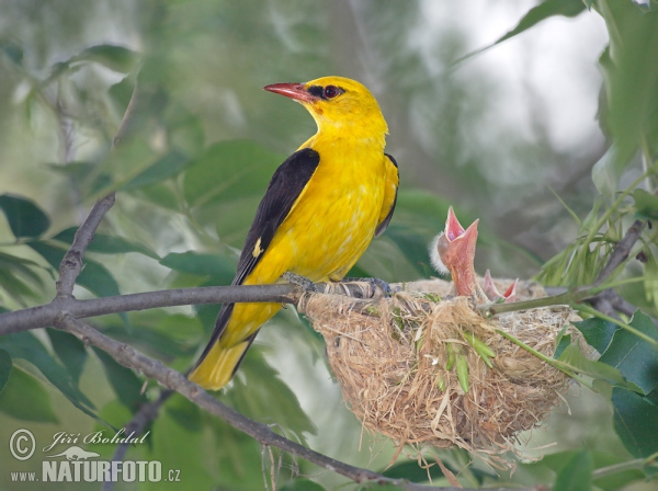 Pirol (Oriolus oriolus)