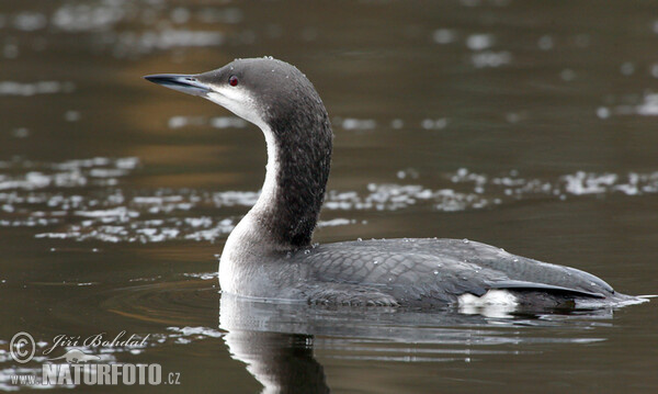 Prachttaucher (Gavia arctica)