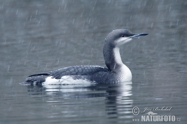 Prachttaucher (Gavia arctica)