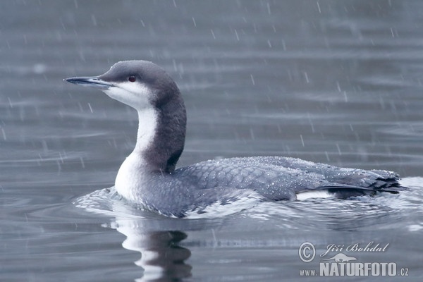 Prachttaucher (Gavia arctica)