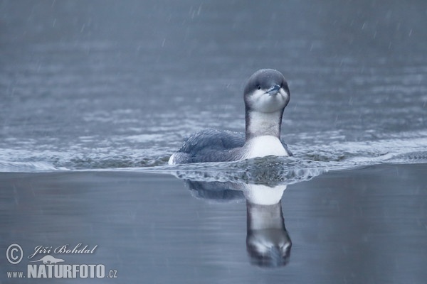 Prachttaucher (Gavia arctica)