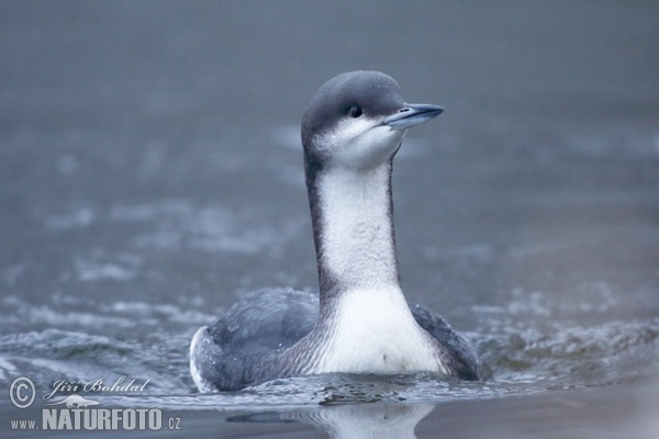 Prachttaucher (Gavia arctica)