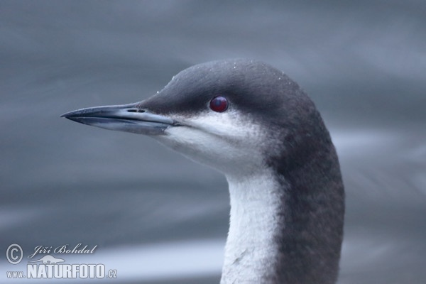 Prachttaucher (Gavia arctica)