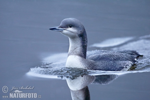 Prachttaucher (Gavia arctica)