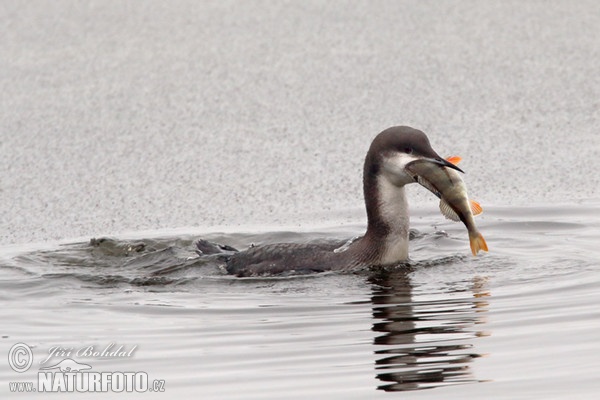 Prachttaucher (Gavia arctica)