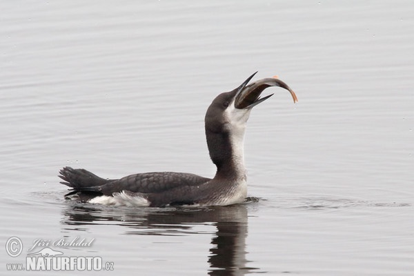 Prachttaucher (Gavia arctica)