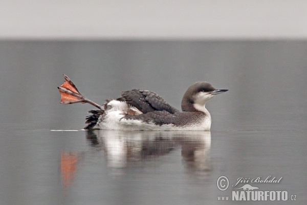 Prachttaucher (Gavia arctica)