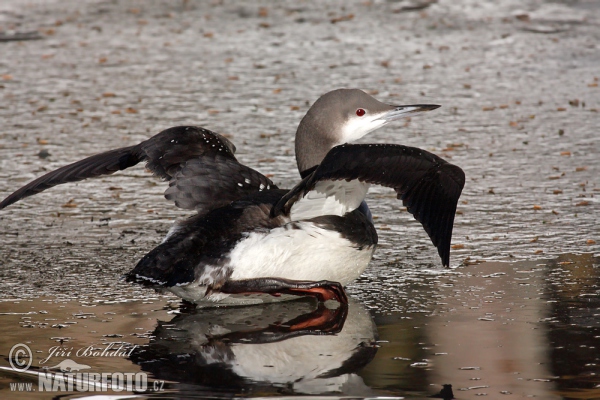 Prachttaucher (Gavia arctica)