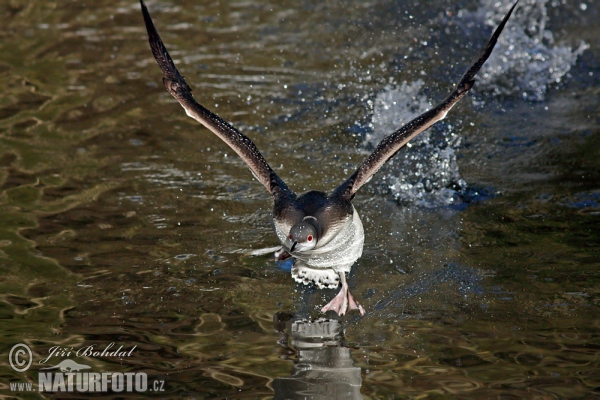 Prachttaucher (Gavia arctica)