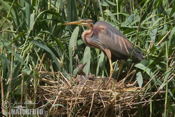 Purpurreiher (Ardea purpurea)