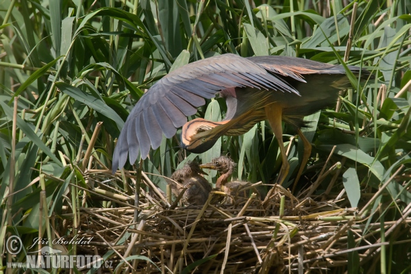 Purpurreiher (Ardea purpurea)