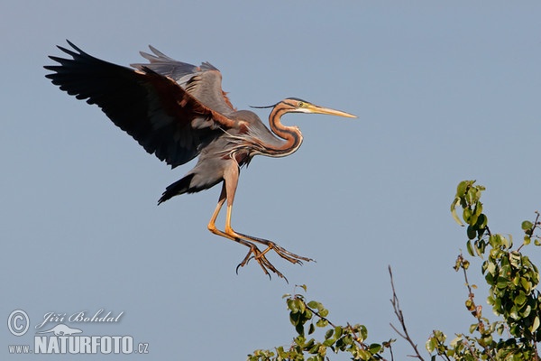 Purpurreiher (Ardea purpurea)