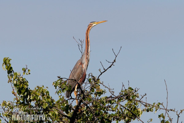 Purpurreiher (Ardea purpurea)