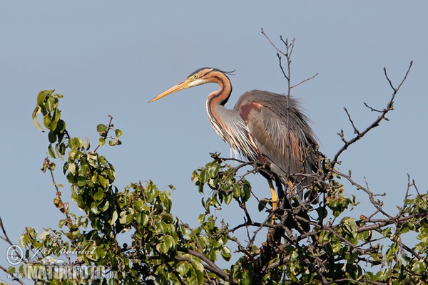 Purpurreiher (Ardea purpurea)