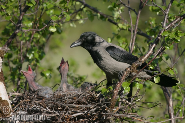 Rabenkrähe Nebelkrähe (Corvus corone cornix)