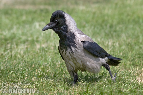 Rabenkrähe Nebelkrähe (Corvus corone cornix)