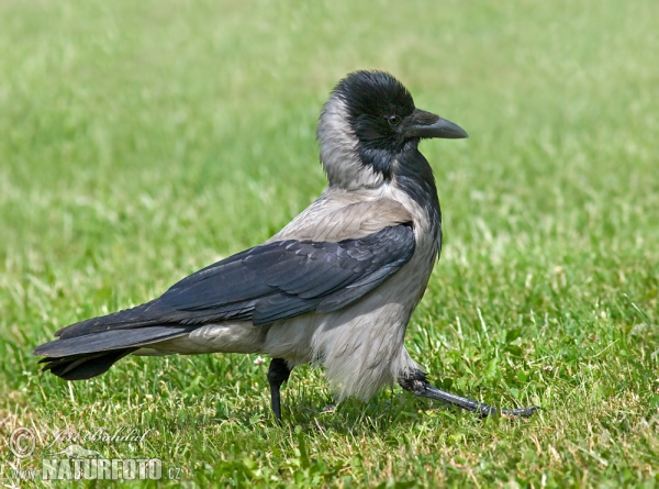 Rabenkrähe Nebelkrähe (Corvus corone cornix)