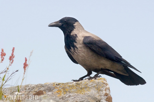 Rabenkrähe Nebelkrähe (Corvus corone cornix)