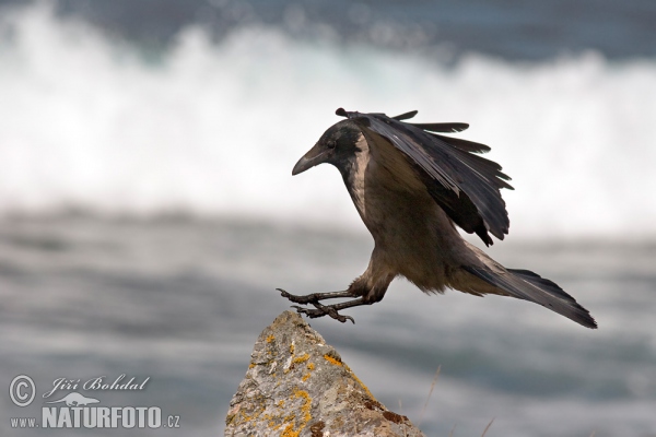 Rabenkrähe Nebelkrähe (Corvus corone cornix)