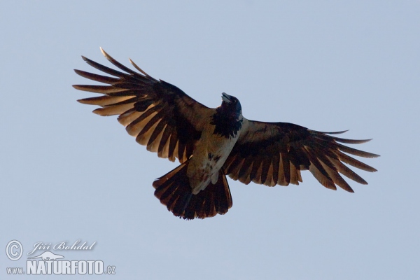 Rabenkrähe Nebelkrähe (Corvus corone cornix)