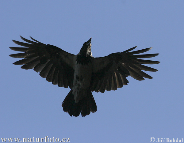 Rabenkrähe Nebelkrähe (Corvus corone cornix)
