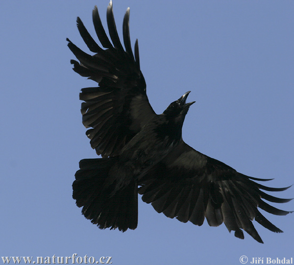 Rabenkrähe Nebelkrähe (Corvus corone cornix)