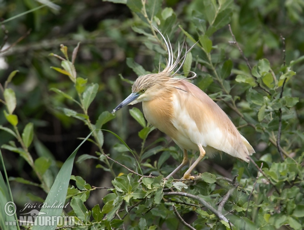 Rallenreiher (Ardeola ralloides)