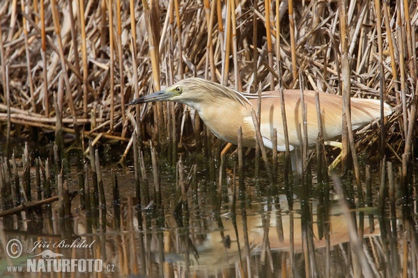 Rallenreiher (Ardeola ralloides)