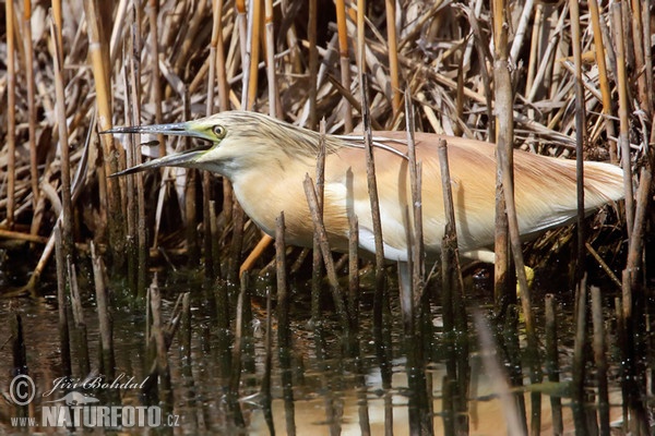 Rallenreiher (Ardeola ralloides)