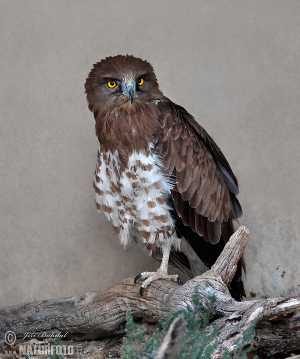 Raubvogel (Circaetus gallicus)