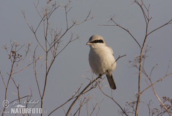 Raubwürger (Lanius excubitor)