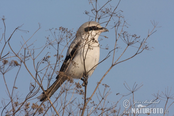 Raubwürger (Lanius excubitor)