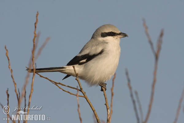 Raubwürger (Lanius excubitor)