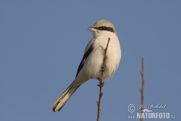 Raubwürger (Lanius excubitor)