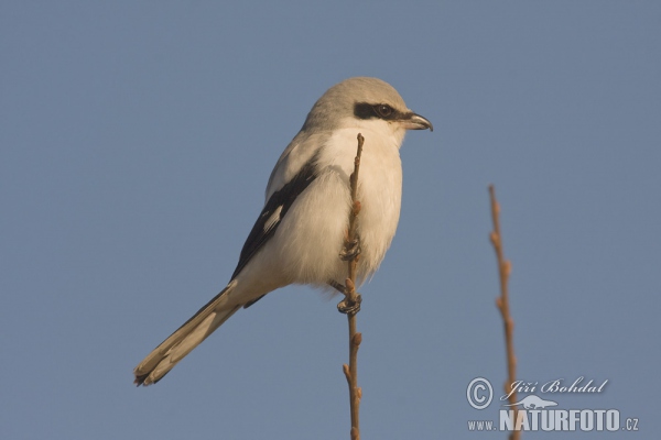 Raubwürger (Lanius excubitor)