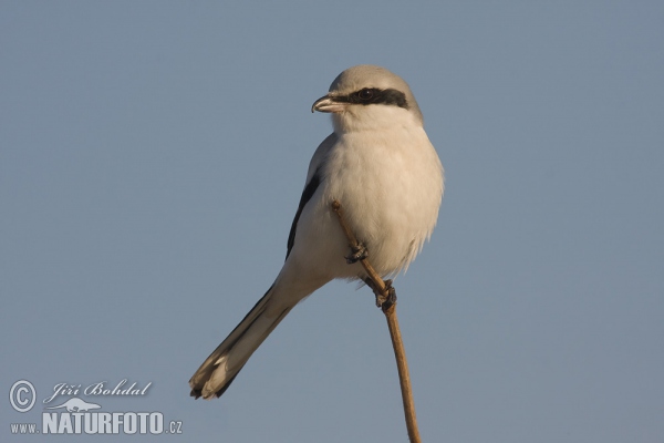 Raubwürger (Lanius excubitor)