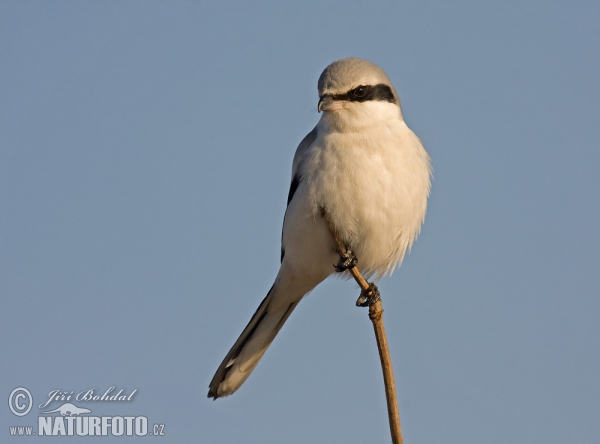 Raubwürger (Lanius excubitor)