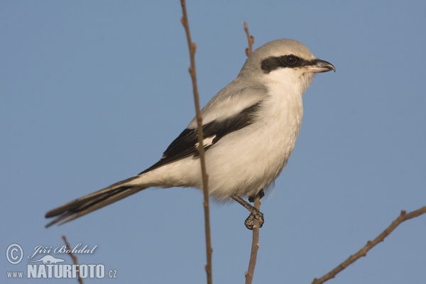 Raubwürger (Lanius excubitor)