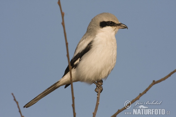 Raubwürger (Lanius excubitor)