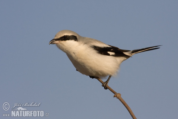 Raubwürger (Lanius excubitor)