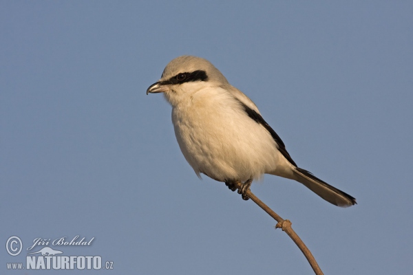 Raubwürger (Lanius excubitor)